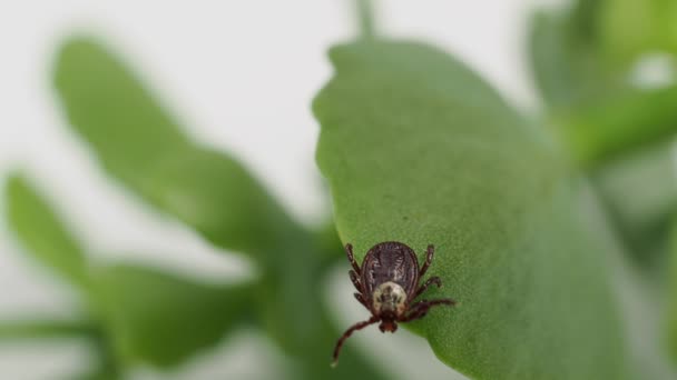 Infectious Parasitic Ixodid Ticks Insects Green Leaf Mite — 비디오