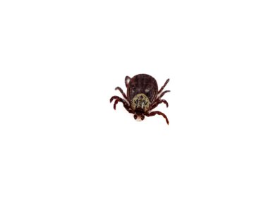 Infectious Dermacentor Dog Tick Arachnoid Parasite Insect Macro isolated on white background. Insect.