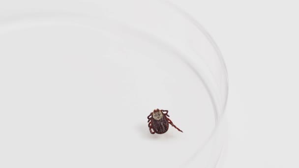 Infectious Parasitic Insect Ixodid Ticks White Background Mite — стоковое видео
