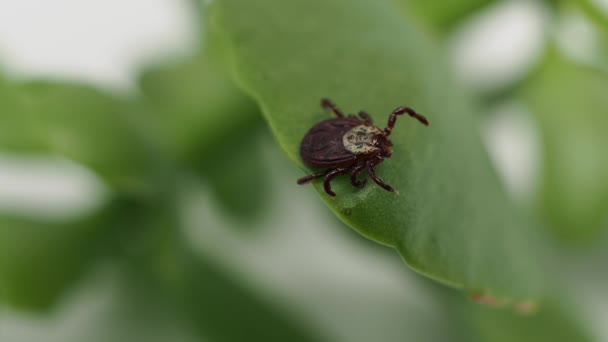 Infectious Parasitic Ixodid Ticks Insects Green Leaf Mite — Stockvideo