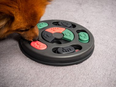 The dog is playing an intellectual game. Training game for dogs. Close-up.