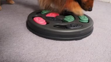 A smart young spitz dog is looking for tasty treats in an intelligent dog toy. Close-up.