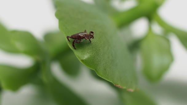 Infekční Parazitický Ixodid Klíšťata Hmyz Zeleném Listu Roztoč — Stock video