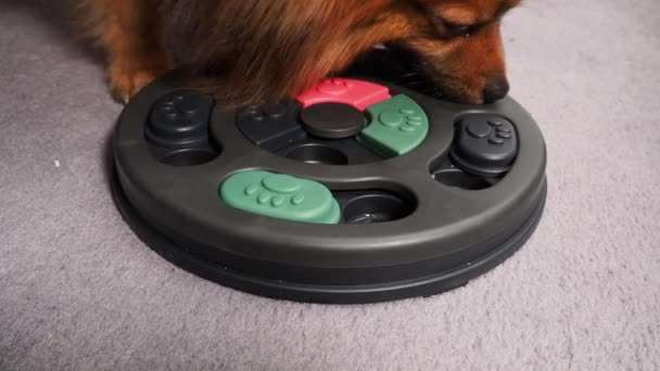 Zeki Genç Bir Köpek Akıllı Bir Köpek Oyuncağında Lezzetli Şeyler — Stok video
