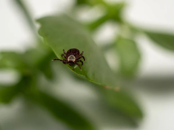 Zakaźny Pasożytniczy Owad Dermacentor Dog Tick Arachnid Zielonym Liście Roślin — Zdjęcie stockowe