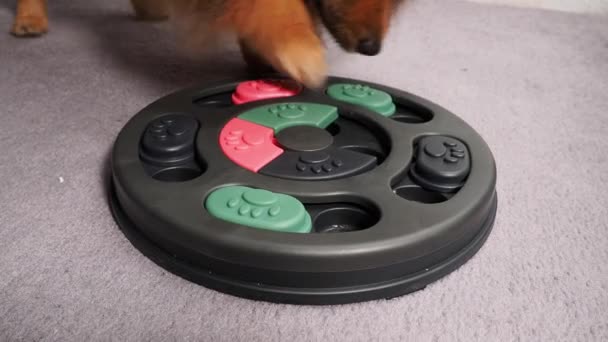 Smart Young Spitz Dog Looking Tasty Treats Intelligent Dog Toy — стоковое видео