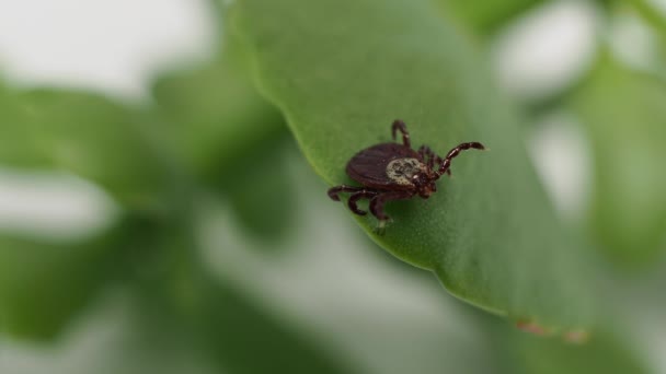Infectious Parasitic Ixodid Ticks Insects Green Leaf Mite — Wideo stockowe