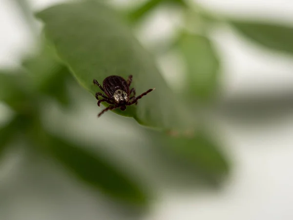 Zakaźny Pasożytniczy Owad Dermacentor Dog Tick Arachnid Zielonym Liście Roślin — Zdjęcie stockowe