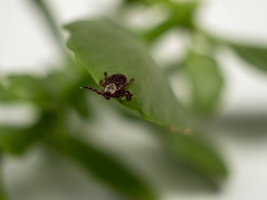 Infectious parasitic insect Dermacentor Dog Tick Arachnid on a green plant leaf. Insect.