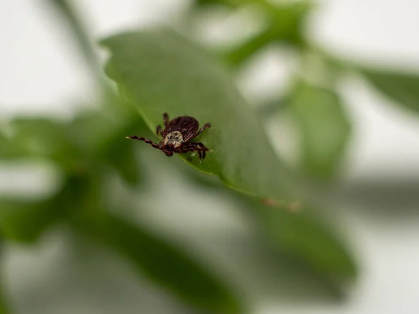 Μολυσματικό Παρασιτικό Έντομο Dermacentor Dog Tick Arachnid Ένα Πράσινο Φύλλο — Φωτογραφία Αρχείου