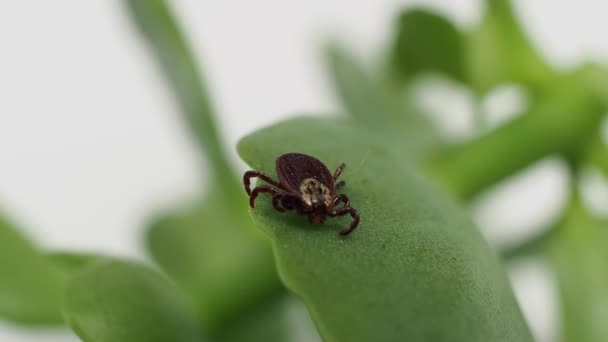 Infectious Parasitic Ixodid Ticks Insects Green Leaf Mite — Stok Video