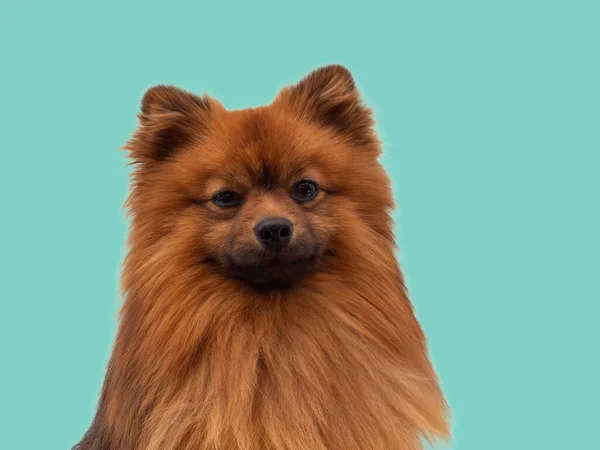 Red Spitz Hund Ras Isolerad Blå Bakgrund Porträtt Spitz Hund — Stockfoto