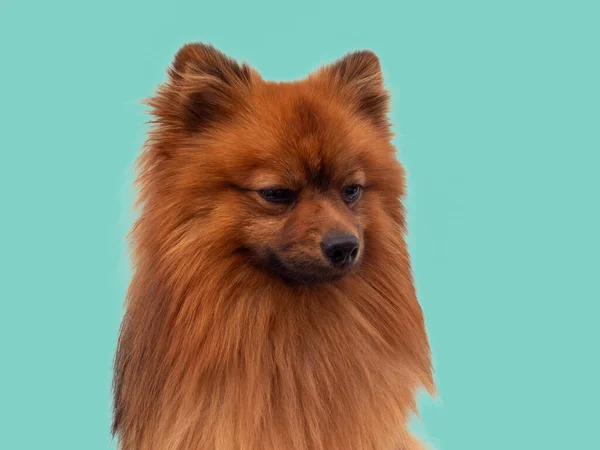 赤色のスピッツ犬の品種は青色の背景に隔離されています スピッツ犬の肖像 — ストック写真