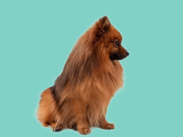 Red Spitz Dog Breed Isolated Blue Background Portrait Spitz Dog — Stock Photo, Image