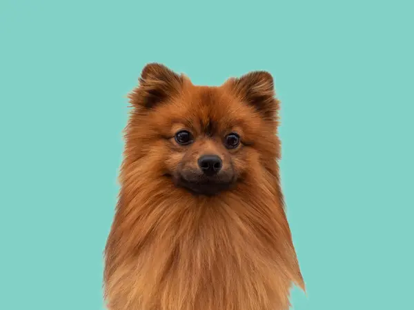 Red Spitz Dog Breed Isolated Blue Background Portrait Spitz Dog — Stock Photo, Image