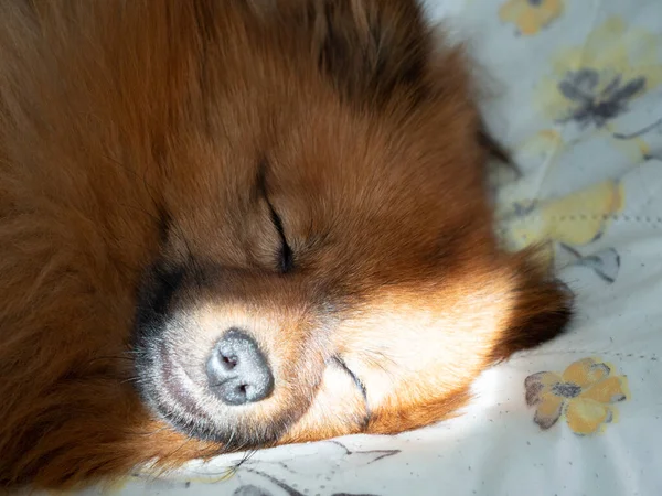 Portrait of a sleeping dog of Spitz breed. Close-up.