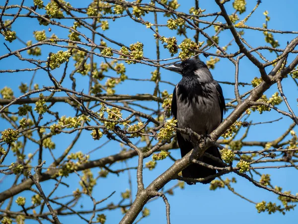 Corvo Senta Galho Árvore Pássaro Está Aquecendo Sol — Fotografia de Stock