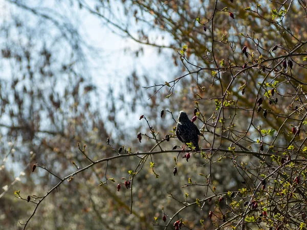 Bird Sits Rosehip Branch Bird Basking Sun — Stock Photo, Image