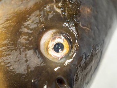 Balık kafalı, sazan kafalı. Beyaz arka planda sazan balığı. Yakın plan..