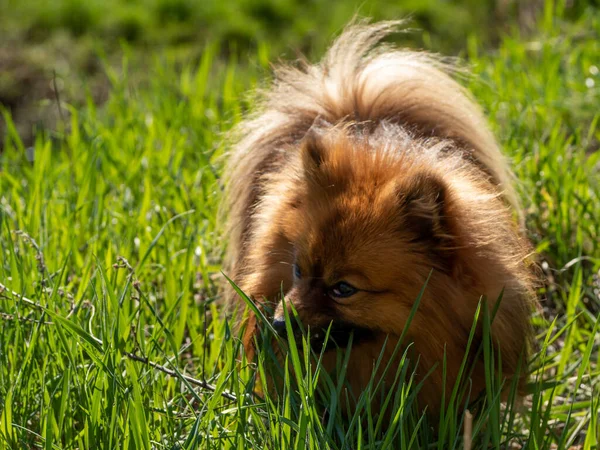 Spitz Hond Eet Gras Gebrek Aan Vitaminen Mineralen Bij Honden — Stockfoto