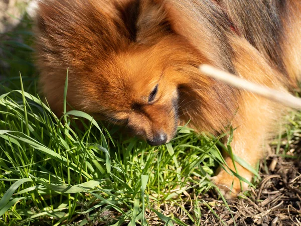 Spitz dog eats grass. Lack of vitamins and minerals in dogs. Dog close-up.