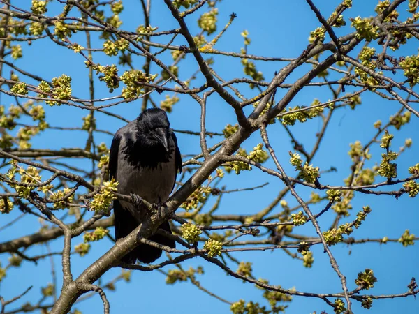 Ворона Сидить Гілці Дерева Птах Лежить Сонці — стокове фото