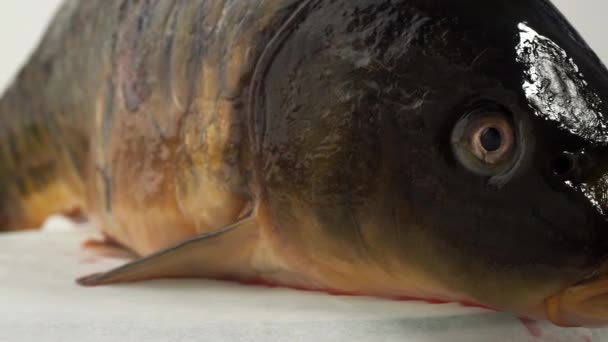 Ikan Mas Berputar Pada Latar Belakang Putih Ikan Mas Dengan — Stok Video