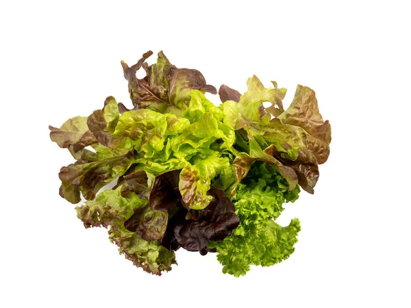 stock image Red coral salad or lettuce isolated on white background. Greens on a white background.