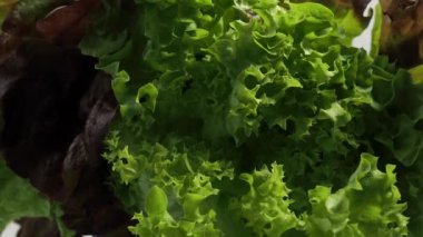 Mercan salatası ya da marul. Vejetaryen yemeği. Kapat..