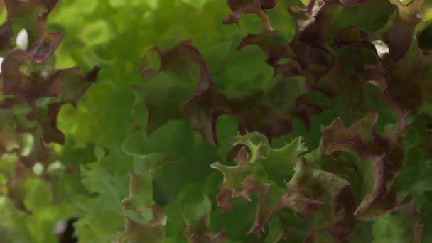 Koraalsalade Sla Vegetarisch Eten Sluiten — Stockvideo