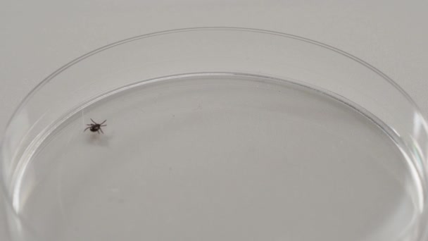 Les Tiques Parasitaires Infectantes Ixodid Acarien Insecte Sur Fond Blanc — Video