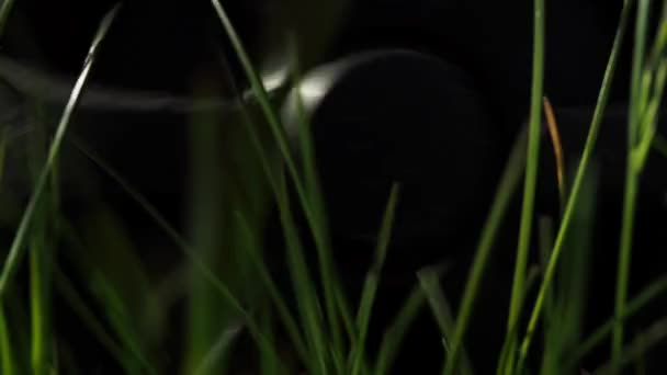 Green Grass Garden Man Lawn Mower Cuts Green Grass Blurred — Stock Video