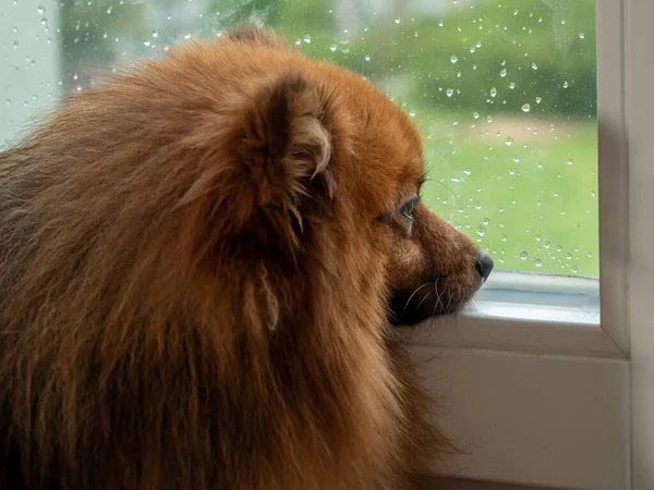 The dog looks out the window in rainy weather. Spitz dog at the window.