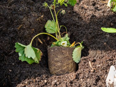 Çilek tohumu. Bahçe küreğiyle çilek ekiyorsun. Genç, yeşil bir çilek bitkisine yakın çekim.