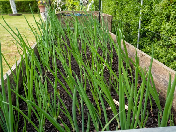 stock image Green onions grow in the garden. A bed of green onions. Seedling of green onions.