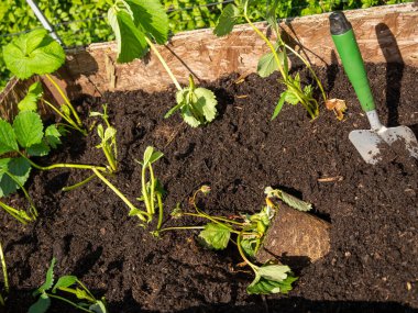Çilek tohumu. Bahçe küreğiyle çilek ekiyorsun. Genç, yeşil bir çilek bitkisine yakın çekim.