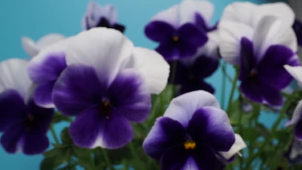 Piękne Fioletowe Kwiatuszki Kwiaty Garnku Zbliżenie — Wideo stockowe