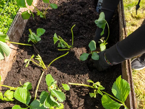 stock image A woman holds seedlings of strawberries. Planting strawberries with a garden shovel in the ground. Organic farming. Close-up of a young green strawberry plant