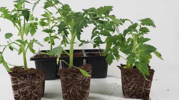 Mudas Tomate Jovens Fundo Branco Tomates Sobre Fundo Branco — Vídeo de Stock