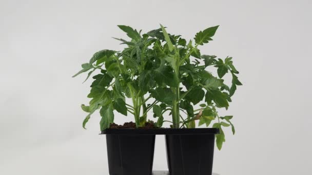 Jeunes Plants Tomate Sur Fond Blanc Tomates Sur Fond Blanc — Video