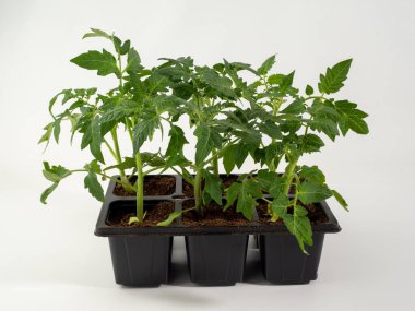 Beyaz arka planda izole edilmiş taze domates fideleri. Beyaz arkaplanda domatesler.