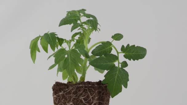 Young Tomato Seedlings White Background Tomatoes White Background — Stock Video