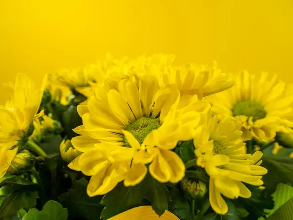 Bukiet Żółtych Stokrotek Żółtym Tle Żółte Kwiaty — Zdjęcie stockowe