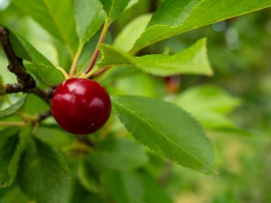 Ağaçta olgun kiraz. Ağaç dalında kiraz.