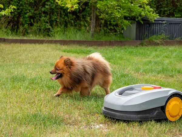 Spitz dog and lawnmower robot on green grass. Red spitz.