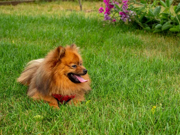 Spitz Hond Ligt Het Groene Gras Roodstekelig — Stockfoto