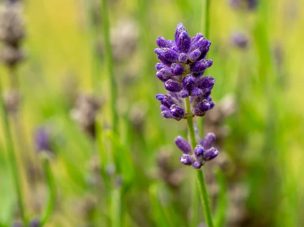 stock image Blooming lavender in the meadow. Purple lavender flowers.