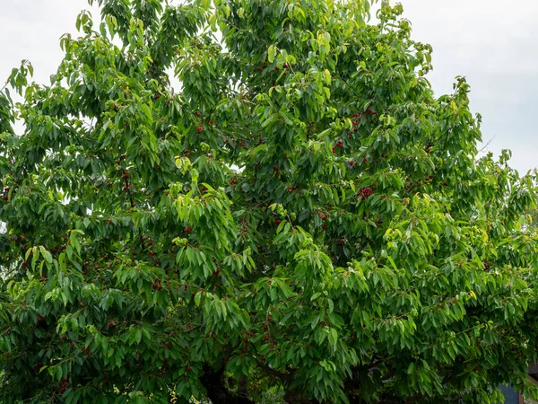 Cereja Madura Árvore Cereja Ramo Árvore — Fotografia de Stock