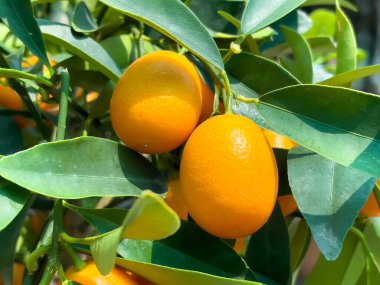 Mandalina, taze ve olgun, mandalina ağacında. Mandarinler bir dalda.