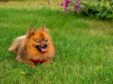 Spitz köpeği yeşil çimlerin üzerinde uzanıyor. Kırmızı Spitz.